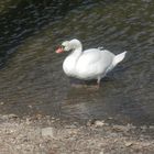 Le cygne