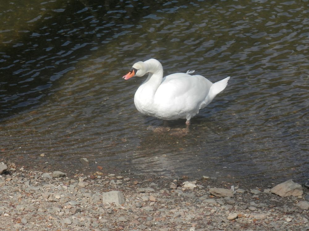 Le cygne