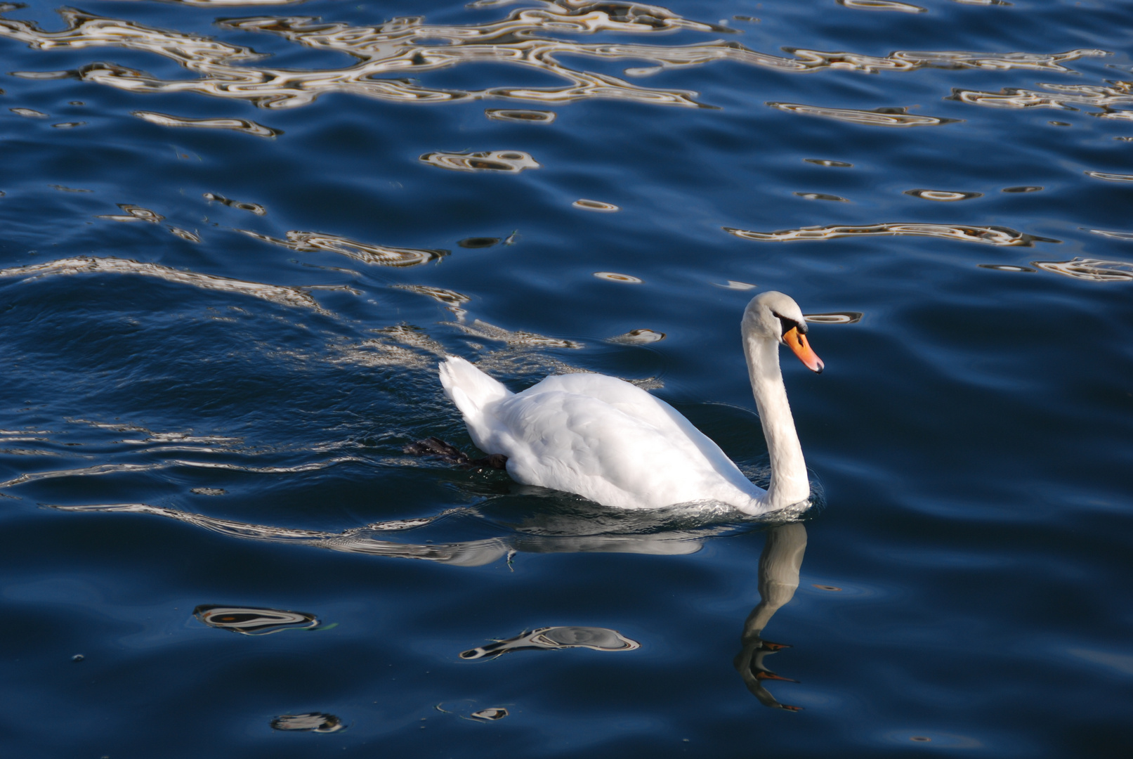 Le cygne