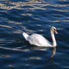 Le cygne