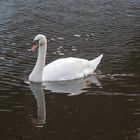 Le cygne