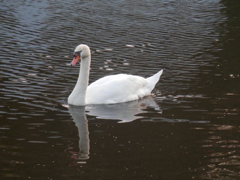 Le cygne