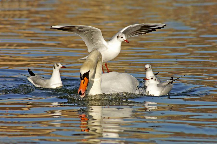 le cygne à bon dos