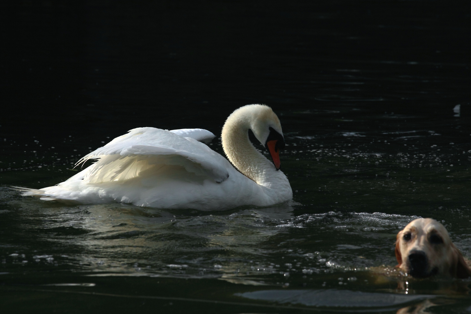 le Cygne a frappé