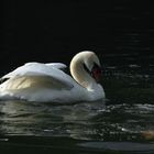 le Cygne a frappé