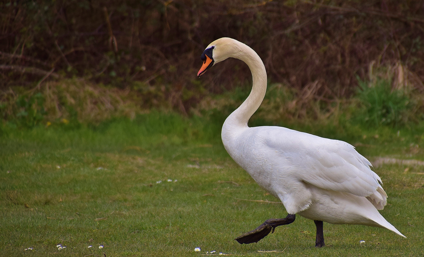 Le cygne au pas de l'oie........