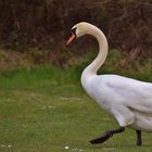 Le cygne au pas de l'oie........