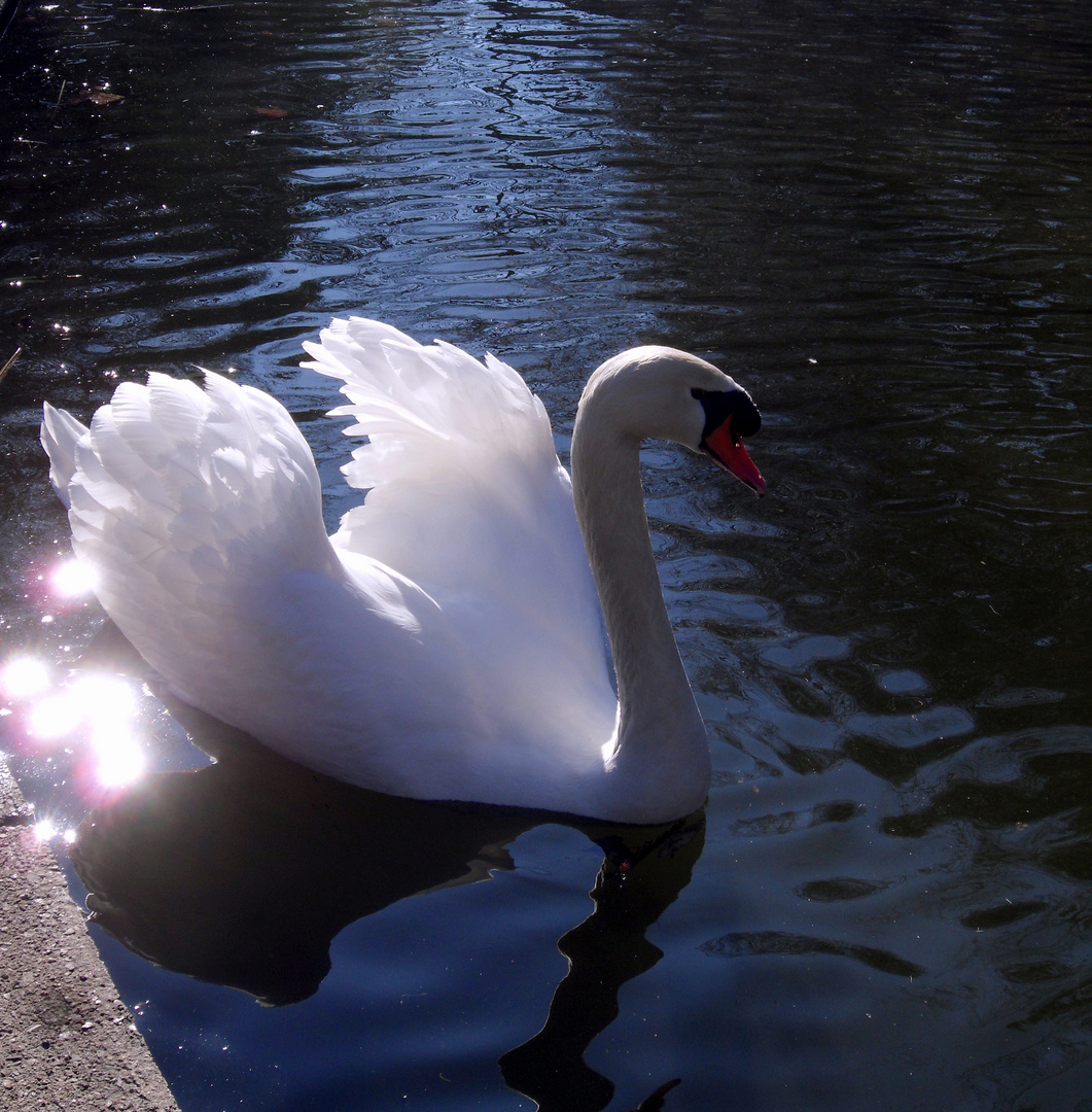 le cygne aux diamants ...