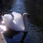 le cygne aux diamants ...