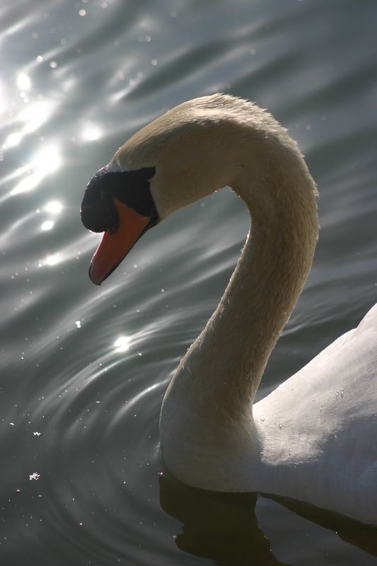 le cygne