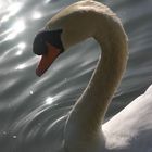 le cygne