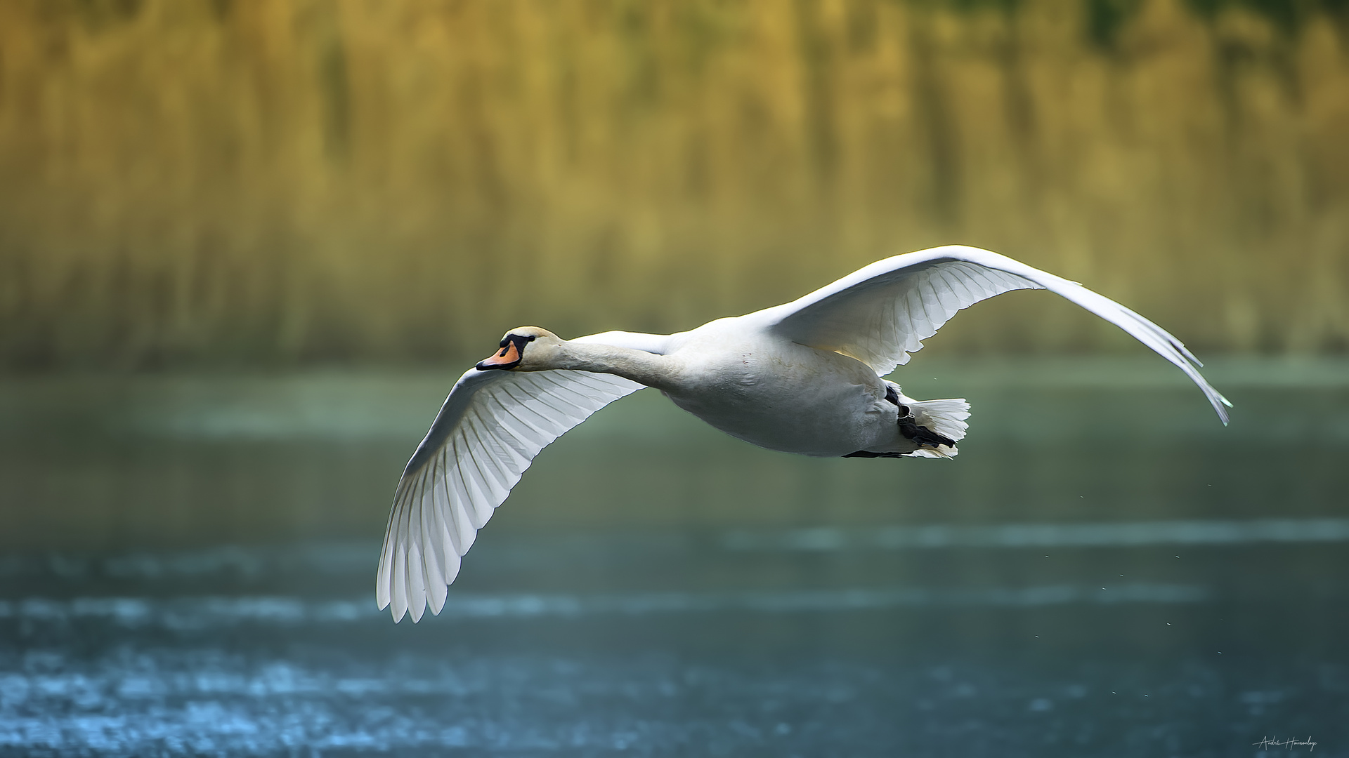 Le cygne blanc