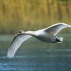 Le cygne blanc