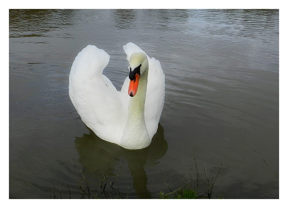 le cygne blanc