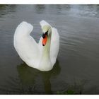 le cygne blanc