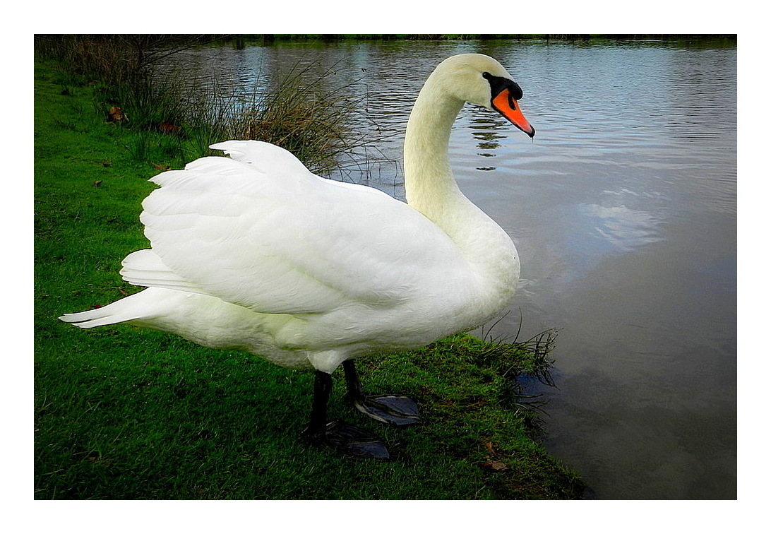 le cygne blanc