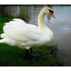 le cygne blanc