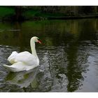 le cygne blanc