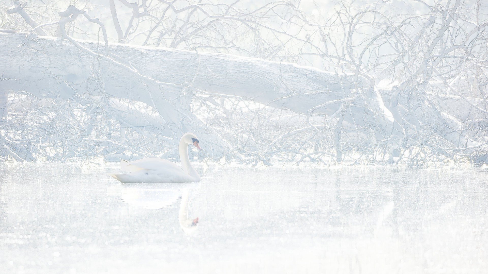 Le cygne blanc