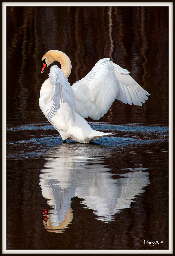 Le Cygne