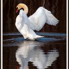 Le Cygne