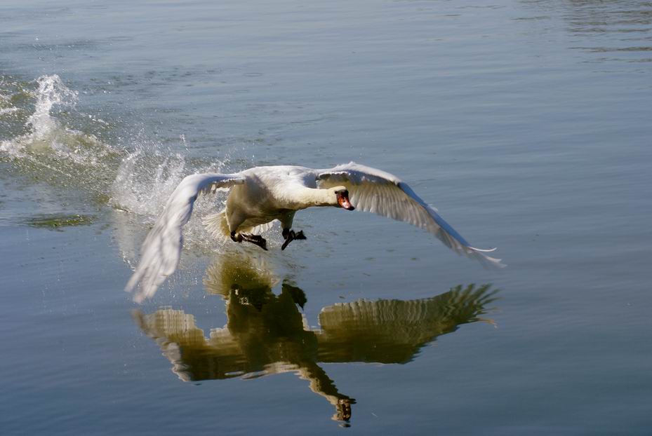 le cygne charge!