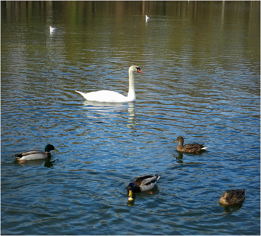 le cygne