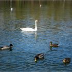 le cygne