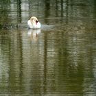 le Cygne danse