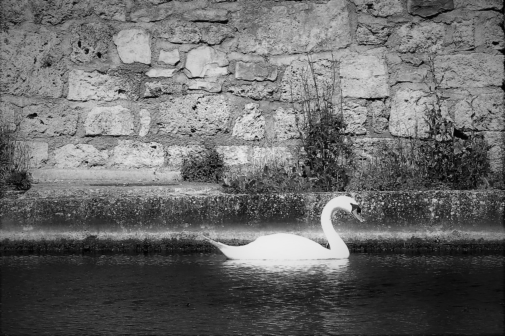 Le Cygne