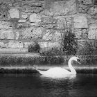 Le Cygne