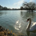 Le cygne des Noës..