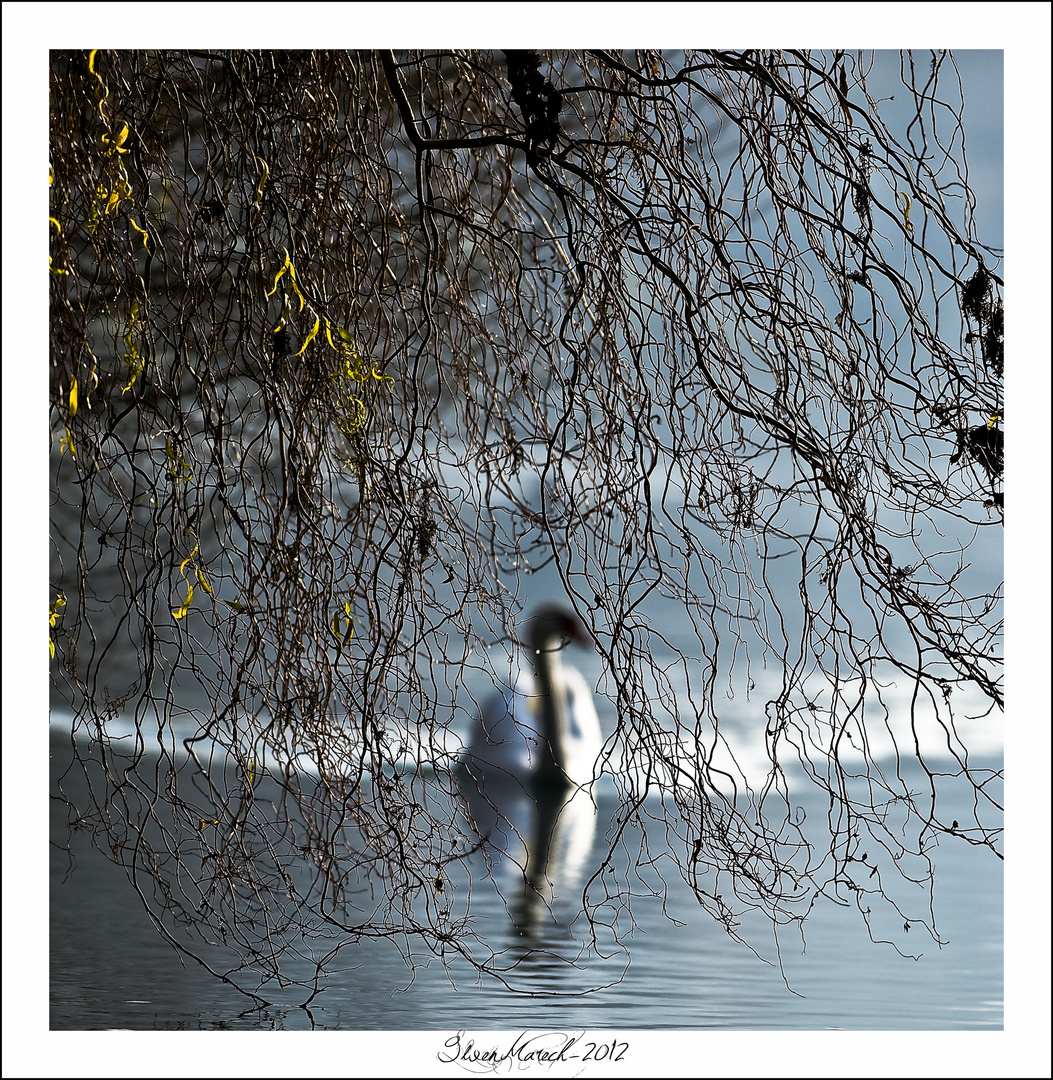 le cygne d'etang