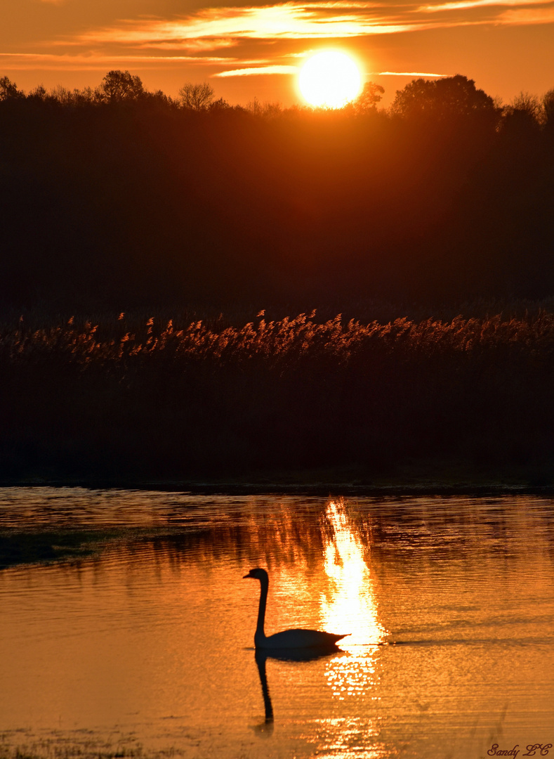 Le cygne d'or