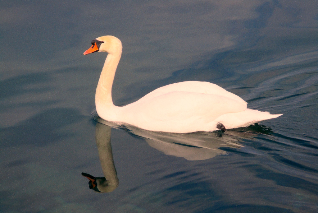 le ...cygne du dimanche..