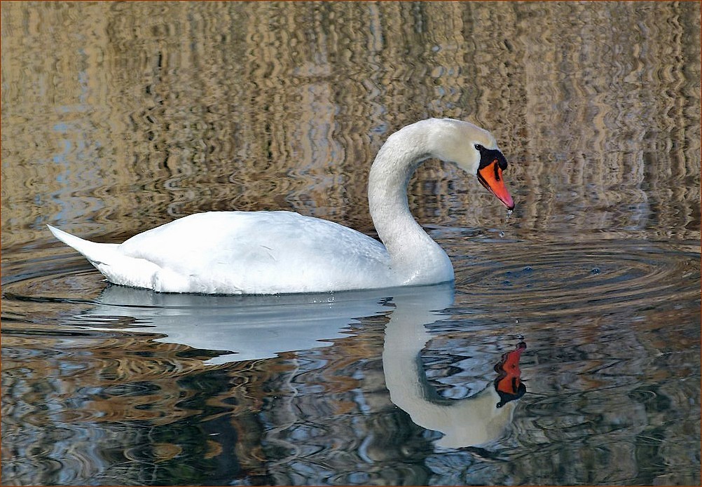 *le cygne du lac*