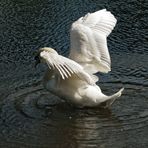 Le Cygne du Lac