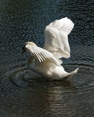 Le Cygne du Lac