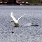 le cygne du Lac bleu .... (1)