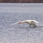 le cygne du Lac bleu .... (2)