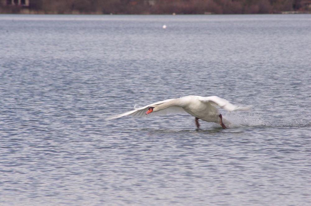 le cygne du Lac bleu .... (2)