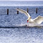 le cygne du Lac bleu .... (3)