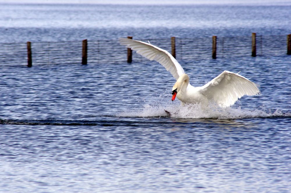 le cygne du Lac bleu .... (3)