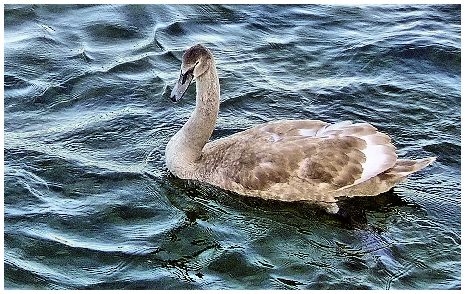 Le cygne du lac