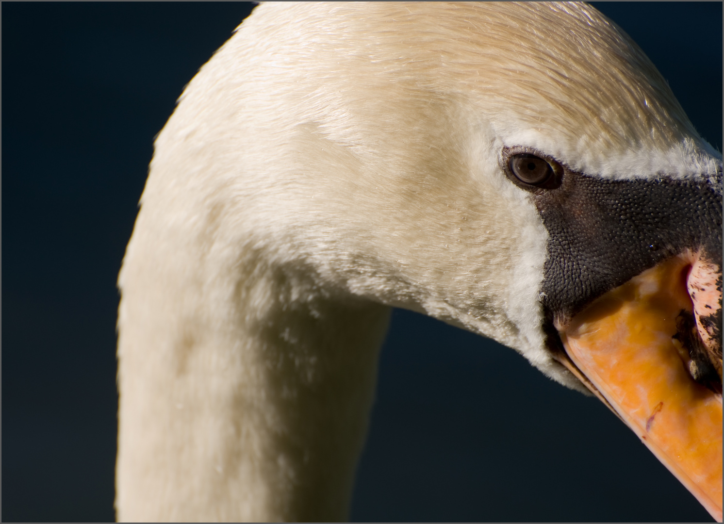 Le cygne