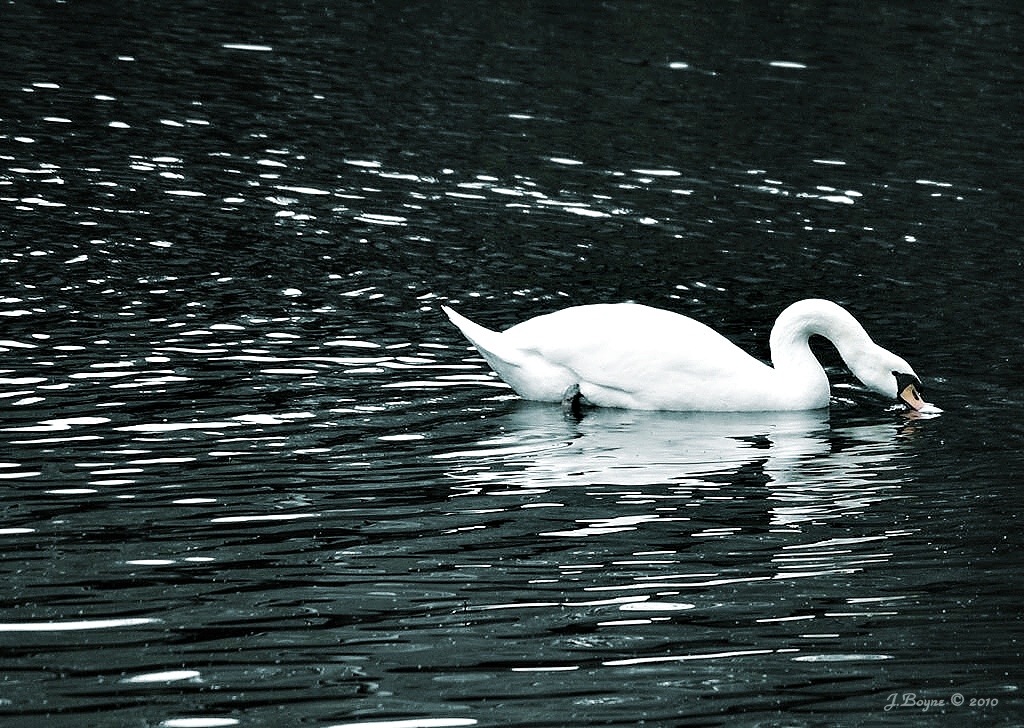 Le cygne