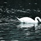 Le cygne