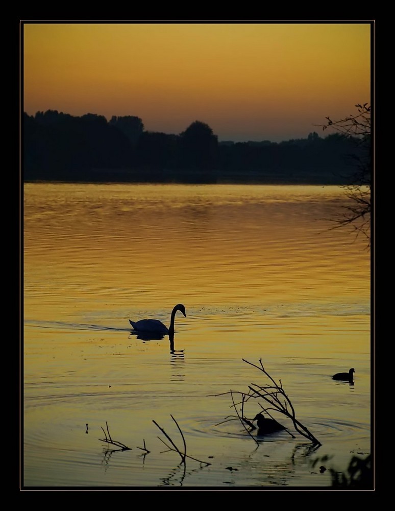 Le cygne