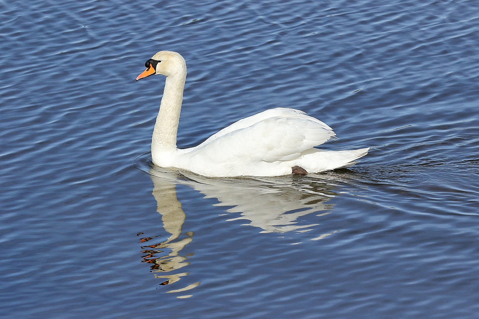 le cygne en balade !