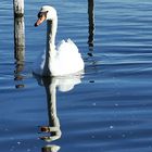 Le cygne en balade!